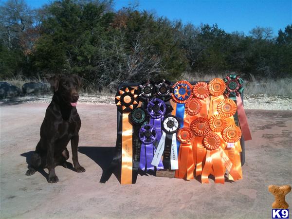 Labrador Retriever Puppies in TX